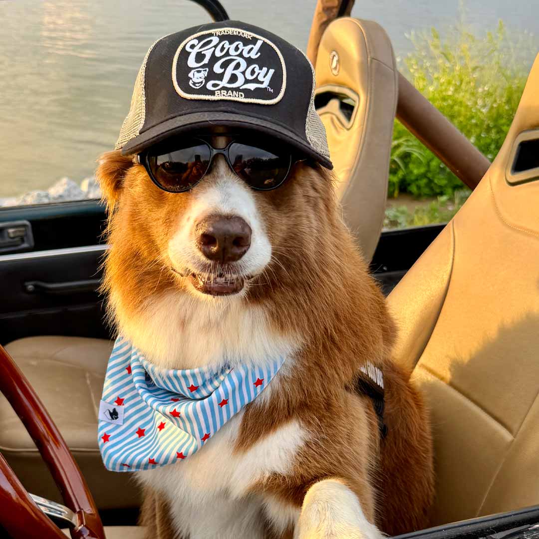 Dog wearing Good Boy Vintage Script Patch Hat